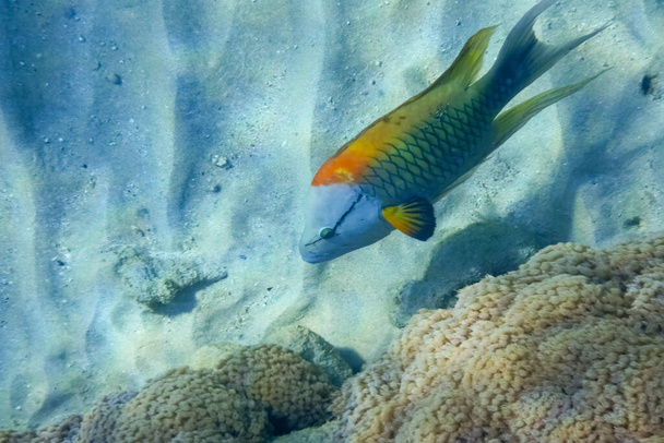 pływanie proca ryba wrasse szczęki na dole od rafy w Egipcie - Zdjęcie, obraz