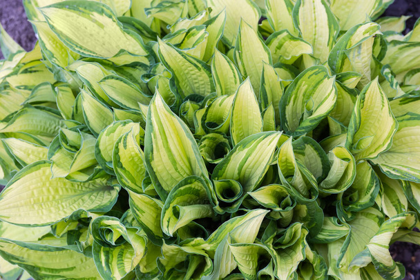 Bush of the cultivated hosta with variegated leaves with yellow center and green margins, top view in overcast weather, background - Photo, Image
