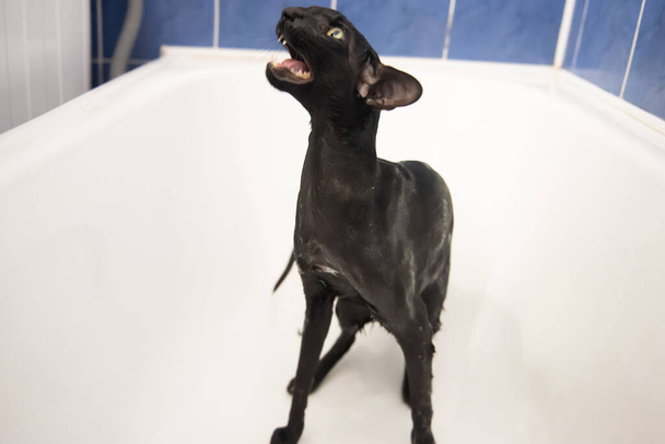 Noir oriental humide chat lavage dans le bain - Photo, image