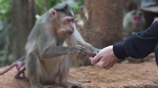 Big Monkeys eat food from human hands. High quality 4k footage - Footage, Video