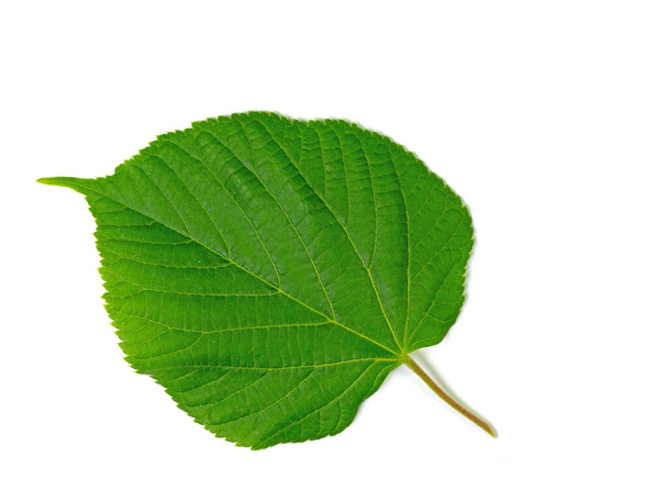 Leaf from linden tree against white background - Zdjęcie, obraz