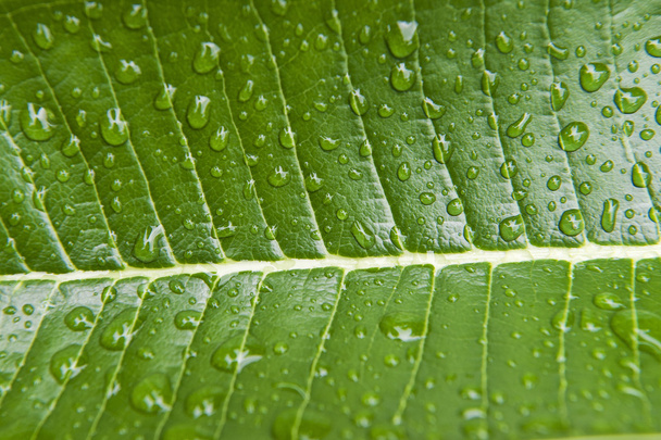 Rain drops on a tropical leaf in Suphan Buri, Thailand. - Φωτογραφία, εικόνα