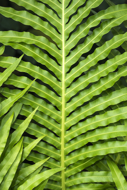 tropische blad - Foto, afbeelding