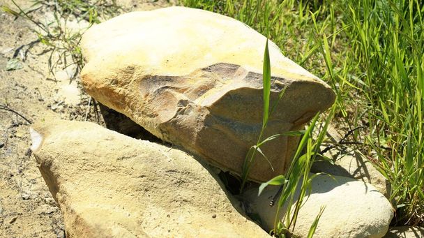 自然エレガンス 植物園の装飾的な石は,自然の美しさを高め,穏やかな雰囲気を創造する装飾的な石で飾られています. - 写真・画像