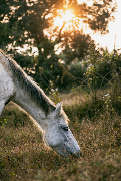 Серый конь, пасущийся на закате, красивый фон. - Фото, изображение