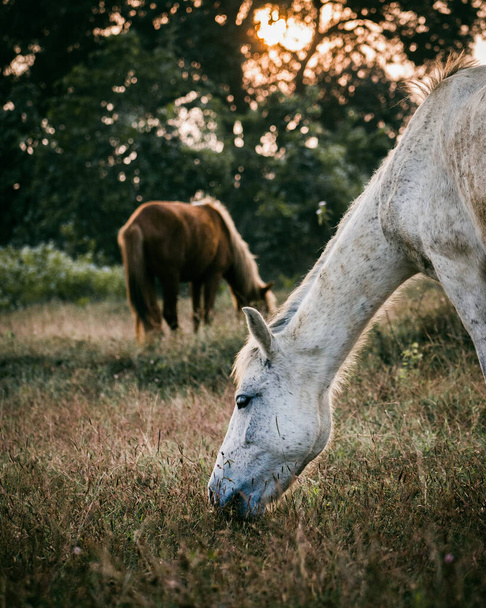 Красивые лошади пасутся на сухих пастбищах в золотой час заката. - Фото, изображение