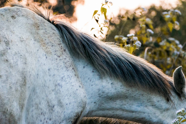 Серый конь крупным планом, лошадиная грива сияет в золотой час солнечный свет. - Фото, изображение