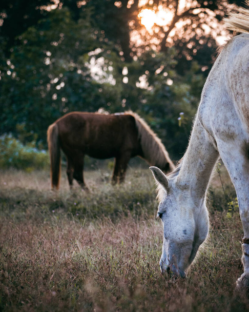 Красивые лошади пасутся на сухих пастбищах в золотой час заката. - Фото, изображение