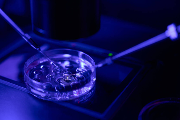 Reproductology laboratory worker micromanipulating with cells in cell culture dish in ultra-violet light, close-up - Foto, afbeelding