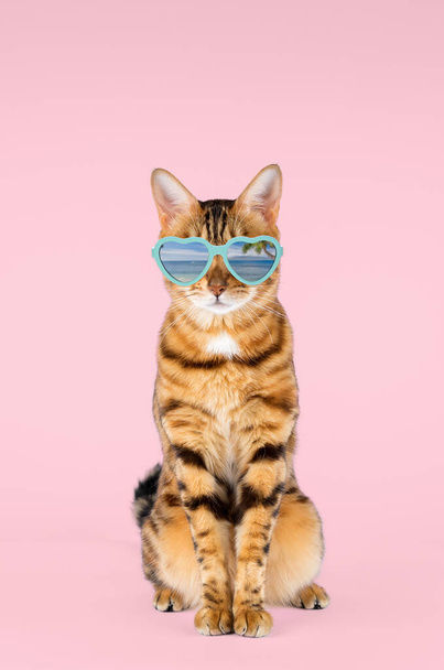 Bengal cat in glasses looks at the camera on a pink background, front view. - Foto, Bild