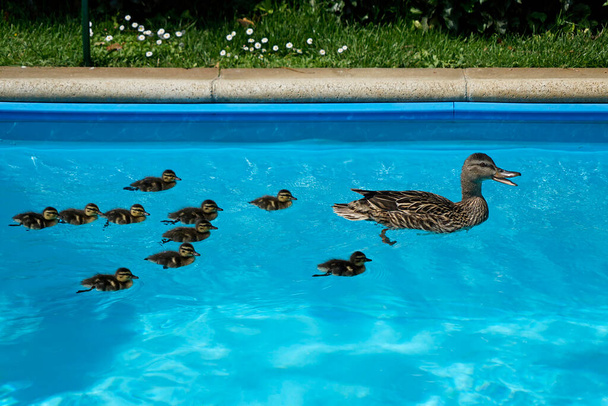 Eend met tien eendjes zwemmen in het zwembad in de tuin - Foto, afbeelding