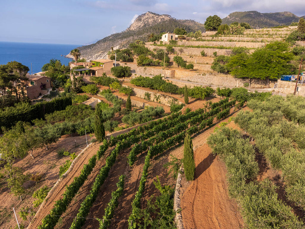 cultivation terraces, Banyalbufar, Majorca, Balearic Islands, Spain - Фото, зображення
