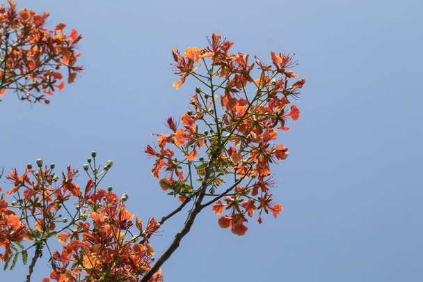 Flor flamenca roja de cerca, El árbol de la llama, Royal Poinciana - Foto, Imagen