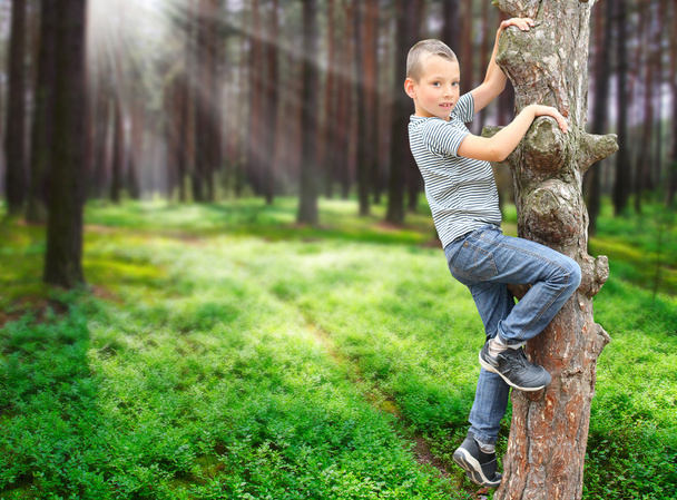 Little boy climbing on tree  - 写真・画像
