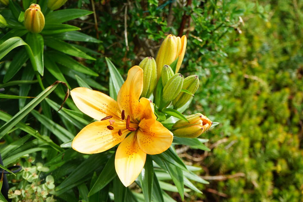 Light orange lilies bloom in June in the garden. Lilium, true lilies, is a genus of herbaceous flowering plants growing from bulbs, all with large prominent flowers. Berlin, Germany  - Photo, Image