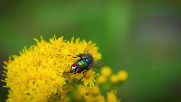 Fliege auf gelben Blüten reibt ihre Beine aneinander - Filmmaterial, Video