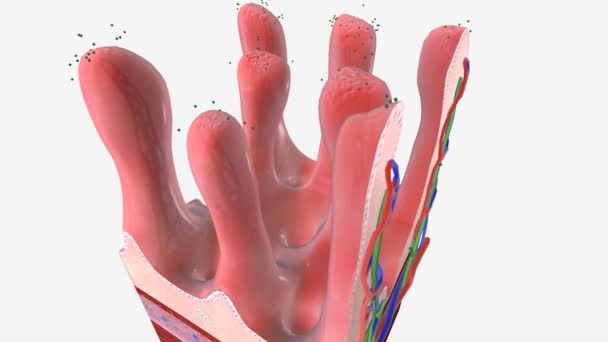 Gastroenteritida Střevní infekce 3D animace - Záběry, video