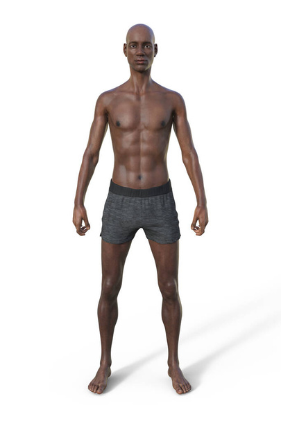 Uma ilustração 3D de um corpo masculino com o tipo de corpo ectomorfo, caracterizado por uma construção magra e esbelta com mínima gordura corporal. - Foto, Imagem