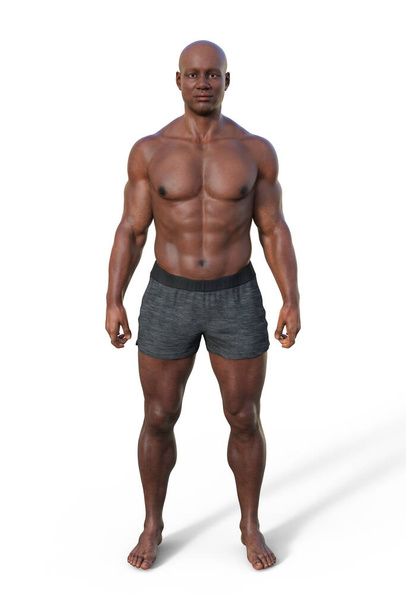 Un'illustrazione 3D di un corpo maschile con tipo di corpo mesomorfo, caratterizzato da una corporatura muscolare e atletica con spalle larghe e vita stretta. - Foto, immagini