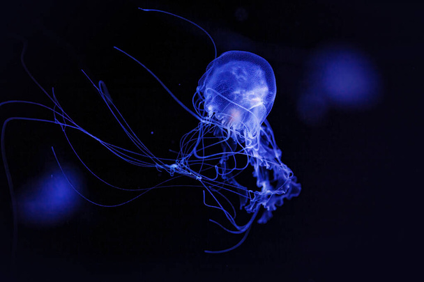 Macro tiro de Chrysaora quinquecirrha subaquático de perto - Foto, Imagem