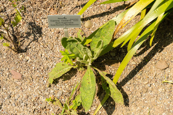 Ζυρίχη, Ελβετία, 22 Μαΐου 2023 Μεγάλο φυτό μουλέν ή Verbascum Thapsus στον βοτανικό κήπο - Φωτογραφία, εικόνα
