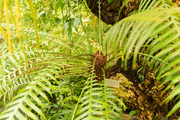 Zurich, Switzerland, May 22, 2023 Blechnum Attenuatum fern at the botanical garden - Photo, Image