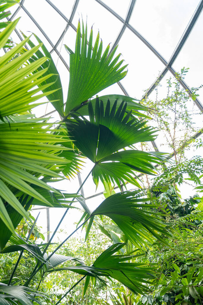 Zurich, Suiza, 22 de mayo de 2023 Panama hat plant or Carludovica Palmata at the botanical garden - Foto, imagen