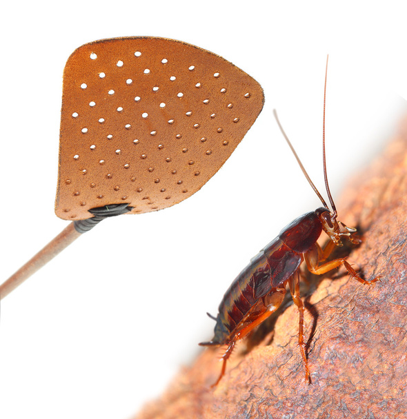 Flyswatter e scarafaggio
 - Foto, immagini