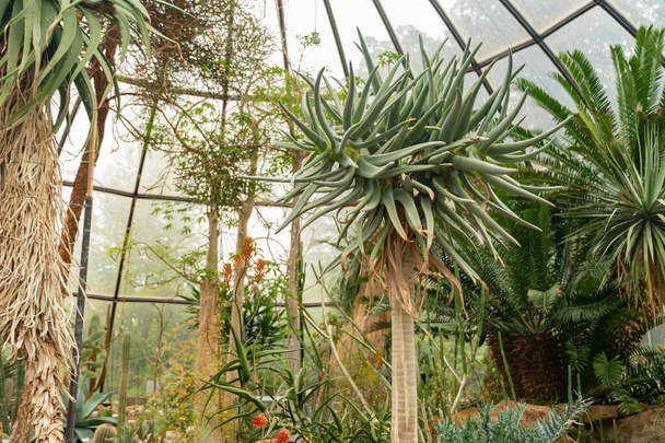 Zurich, Switzerland, May 24, 2023 Quiver tree or Aloe Dichotoma at the botanical garden - Foto, immagini