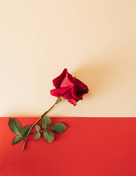 Red rose on painted red and light beige background. Minimal nature concept. Rose flower flat lay. - Photo, Image
