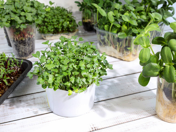 自宅で成長しているマイクログリーン。小さなブロッコリーの芽を持つ小さな容器。健康的な食生活と緑の栽培をコンセプトにしています。緑の生活の概念。有機マイクログリーン食品. - 写真・画像