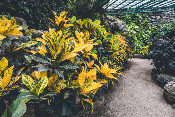 Yellow and green leaves of Croton Petra or codiaeum variegatum exotic plant in botanical garden - Photo, Image