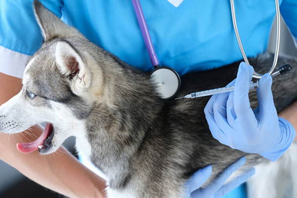 Хаски собачий укол в ветеринарной клинике. Вакцинация и прививки для животных - Фото, изображение