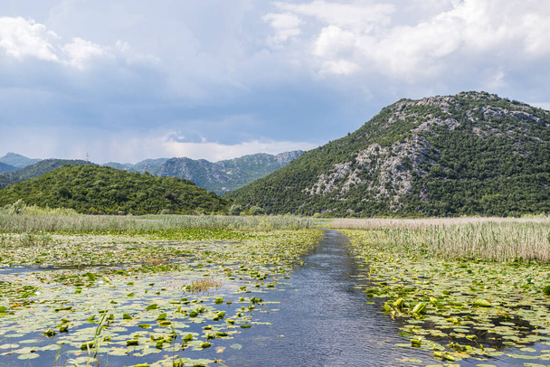 Un canal visto entre los miles de nenúfares que se acercan al lago Skadar en Montenegro. - Foto, Imagen