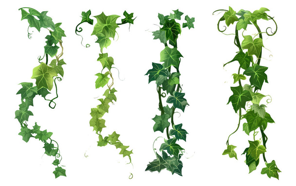 set vector ilustración de planta de hiedra verde colgando aislado sobre fondo blanco. - Vector, imagen