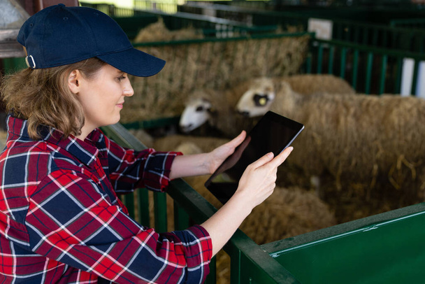 Woman farmer with tablet in a sheepfold. Herd management - Photo, image