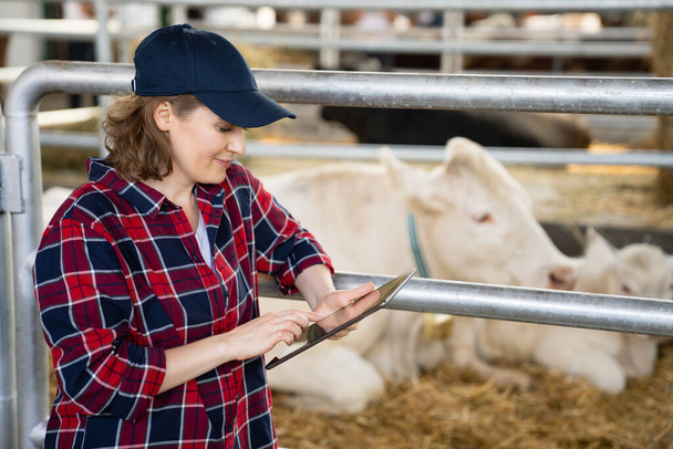 Woman farmer with tablet computer inspects cows at a dairy farm. Herd management.. - Zdjęcie, obraz