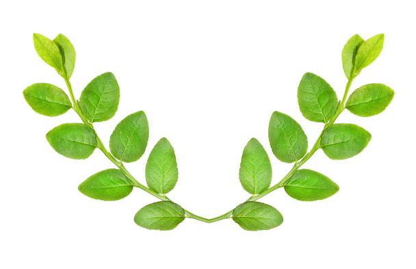 frische grüne Zweige - Foto, Bild