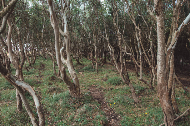 Bos vol kurkeiken in het zuidwesten van Portugal, aan de kust met de Atlantische Oceaan. Dwalen rond de Rota Vicentina. De groene flora van de Algarve. - Foto, afbeelding