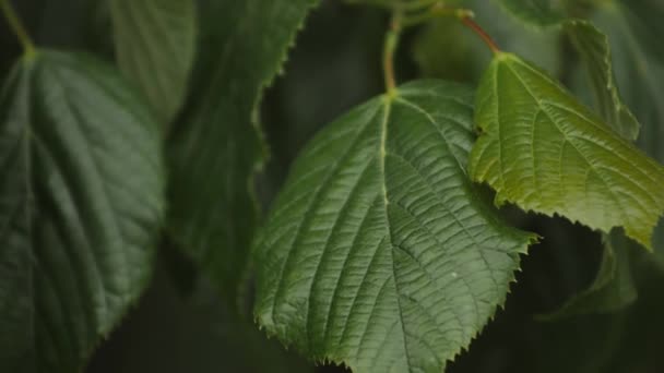 Linden levelek mozognak a szélben. Zöld fa levelek nyáron - Felvétel, videó