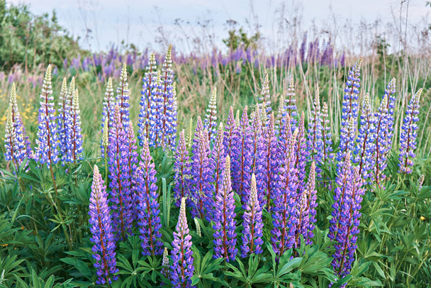 日没の牧草地で夏の野生のライプラインの花。紫色の総状花序を伸ばします。夏の花. - 写真・画像