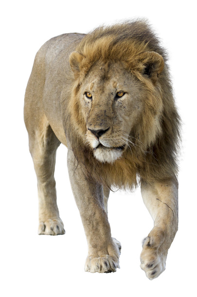 Дикий африканський лев на білому тлі
 - Фото, зображення