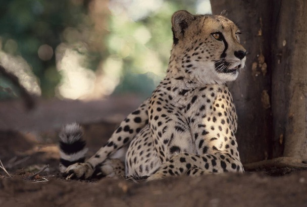 Der Gepard (Acinonyx jubatus) ist eine Großkatze, die in Afrika und Südwestasien beheimatet ist (heute auf Zentraliran beschränkt).) - Foto, Bild