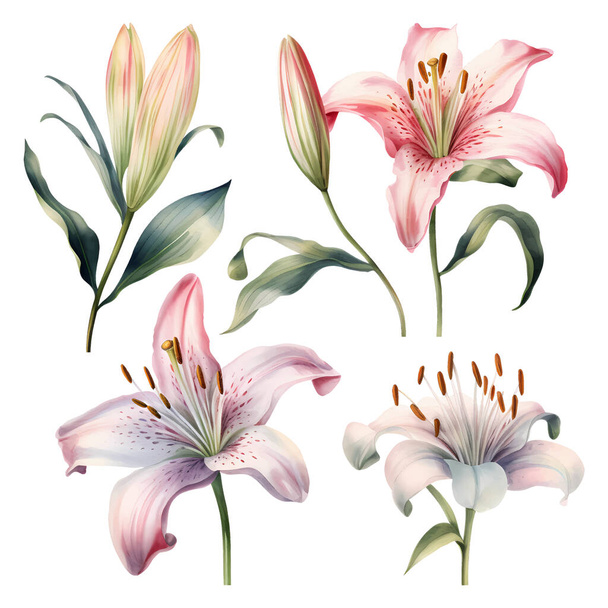 Set of watercolor vector beautiful lilies - Vecteur, image