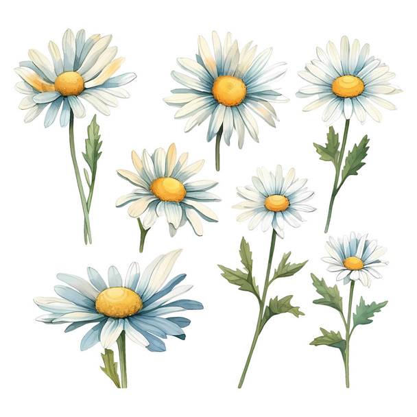 Set of watercolor vector white daisies - Vector, Image