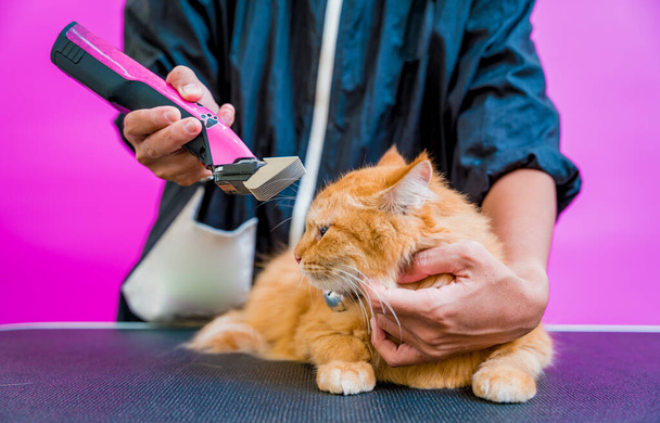 Groomer cutting a beautiful red cat at grooming salon - Foto, immagini