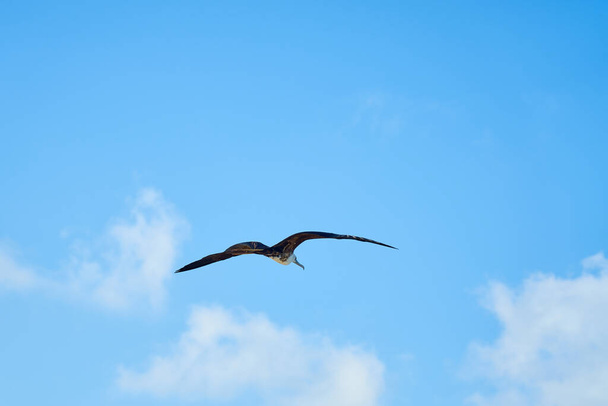 Mavi gökyüzüne karşı siyah bir kuş - Fotoğraf, Görsel