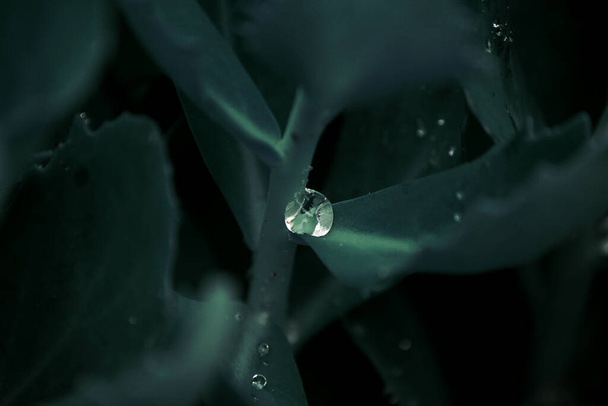 濃い緑色の葉に雨滴露 - 写真・画像