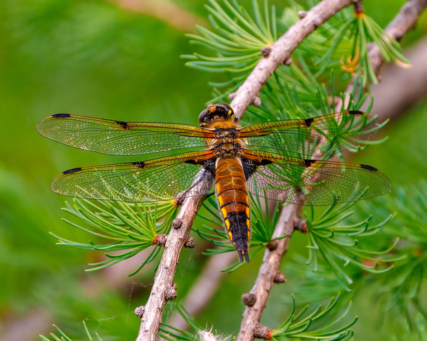Common Dragonfly close-up rear view with its wing spread, resting on a tree branch with green forest background in its environment and habitat surrounding. - Fotó, kép