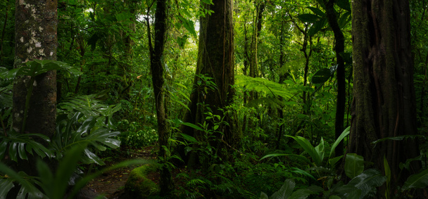 Тропический лес с деревом на фоне леса  - Фото, изображение
